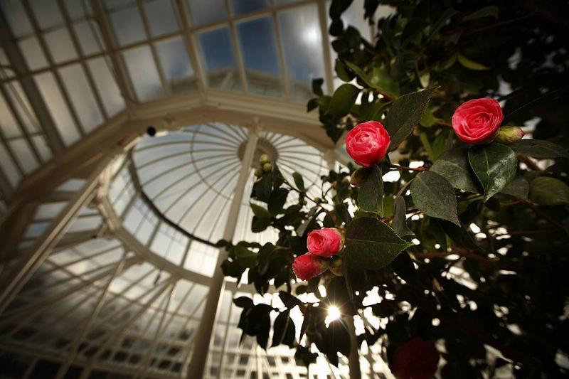 red circular flowering growing on a vine