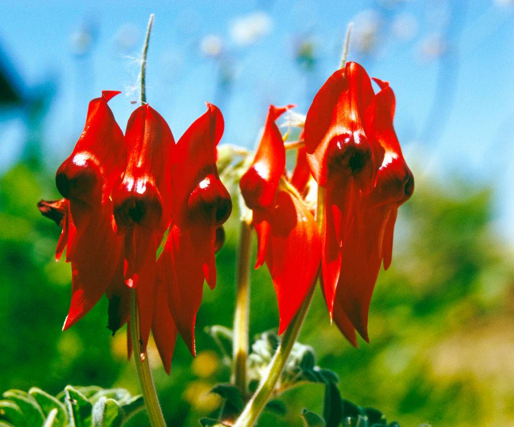 a red flower in the shape of a parrot's beak