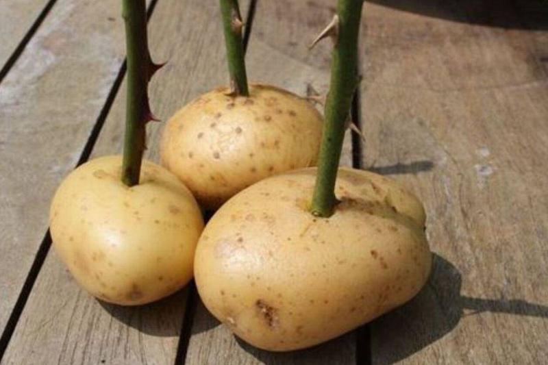 three potatos with rose stems in them