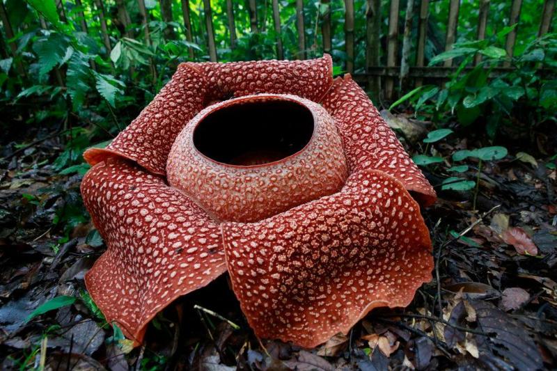 a giant red flower with scales and a dark black middle