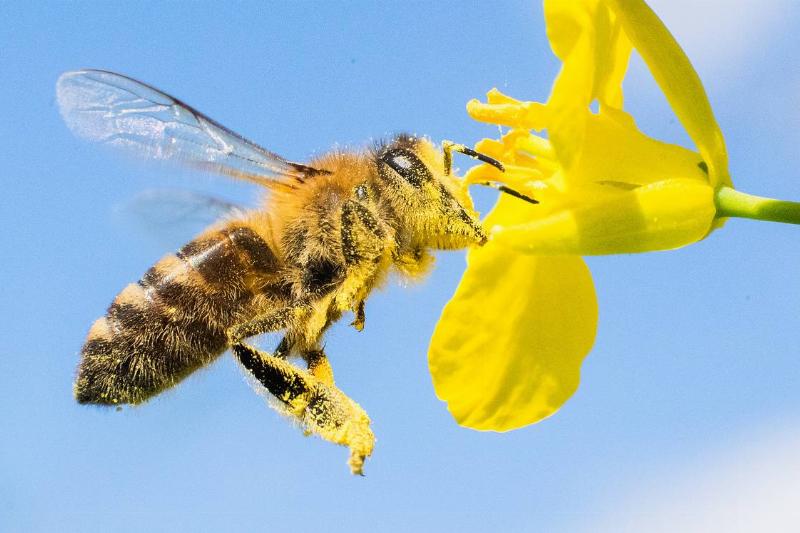 A bee is covered in pollen.