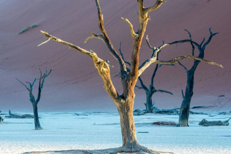 Dead acacia trees in Namibia 