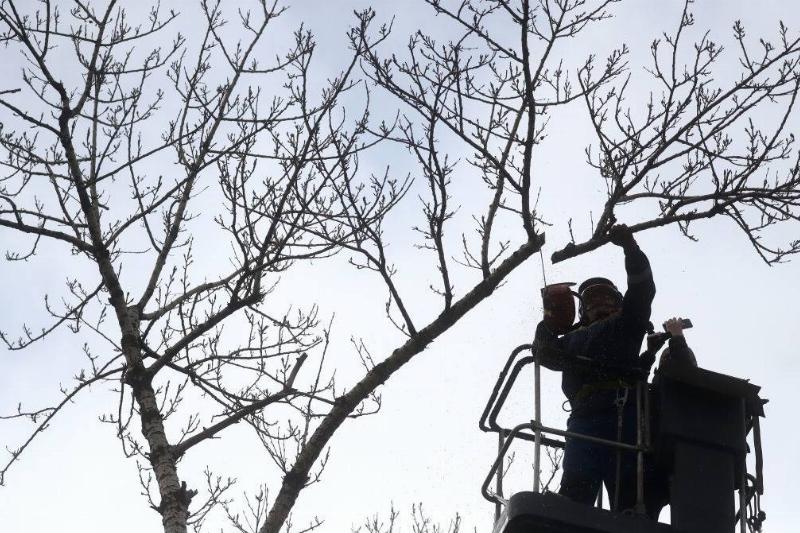 Cutting branches of poplar trees