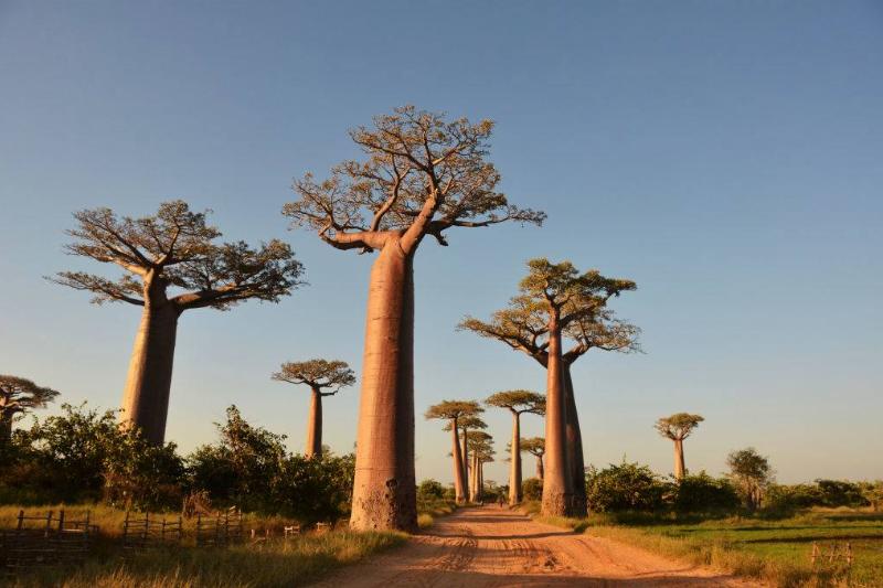 trees in Madagascar 