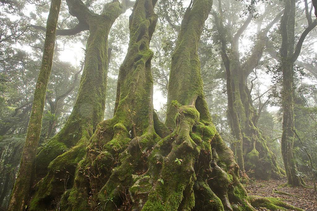 the Antartica beeches in Wales 