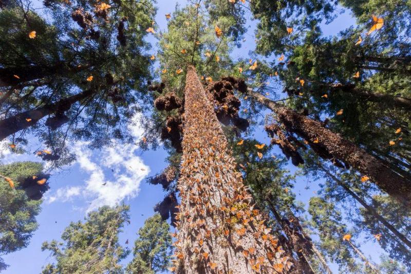 butterflies all over a tree 