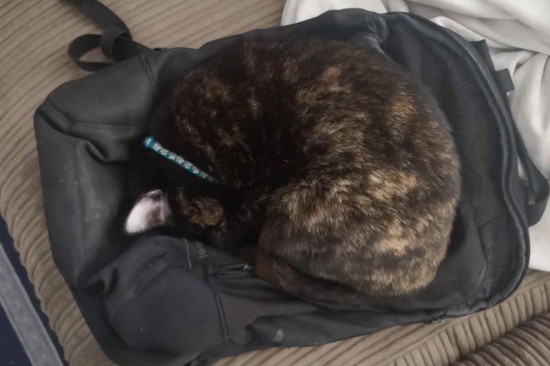 cat sleeping on backpack