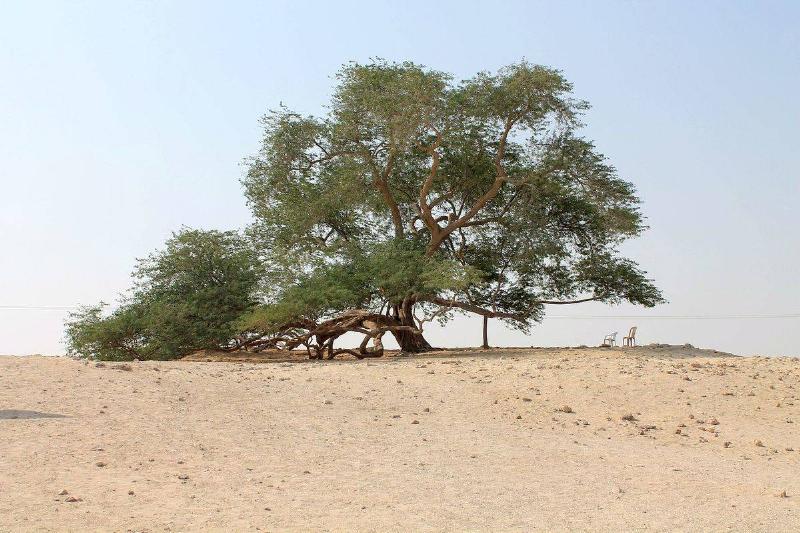 Tree of life in Bahrain