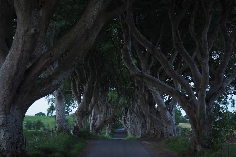 the Dark Hedges in Ireland