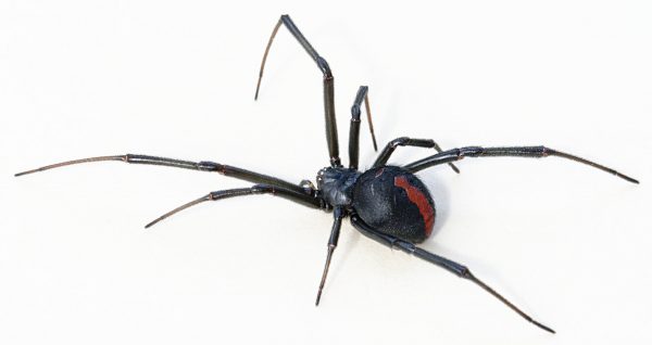 A female redback spider. Toby Hudson – CC BY-SA 3.0
