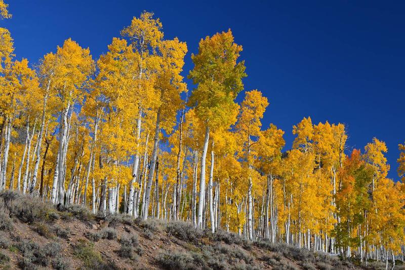 the Pando aspen tree
