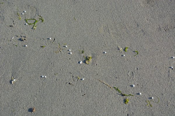 Polystyrene foam beads on an Irish beach. G.Mannaerts CC BY-SA 4.0
