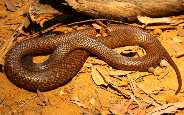 Western Brown snake. Andy-CC BY-SA 2.0