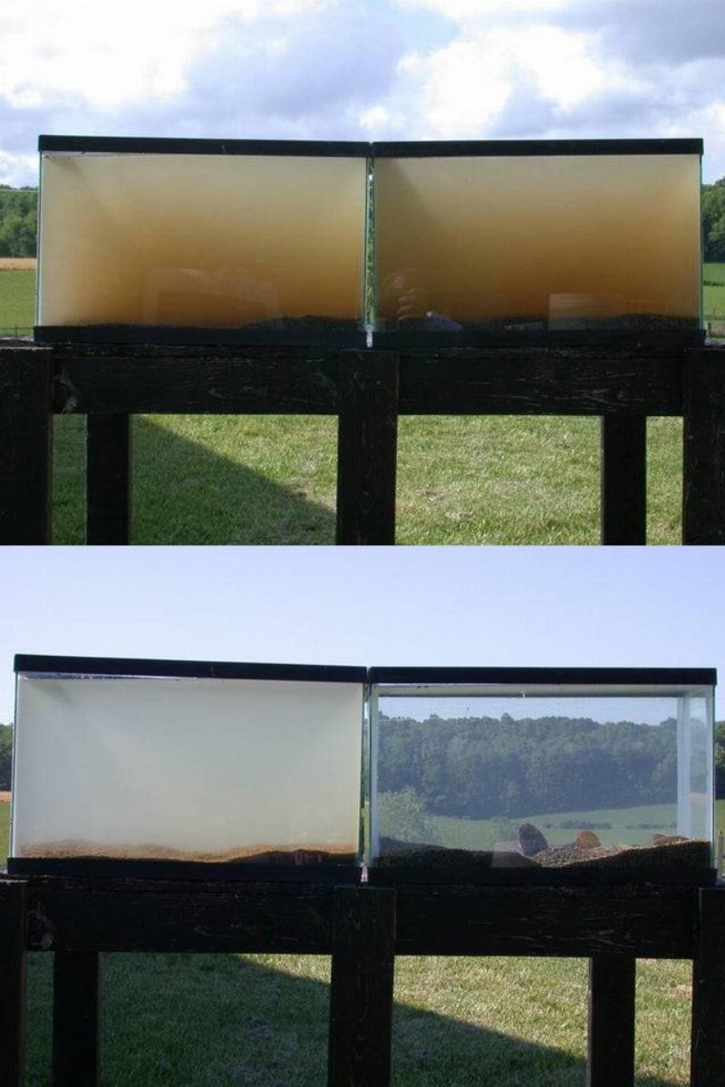 tank with a mussels in it to clean it