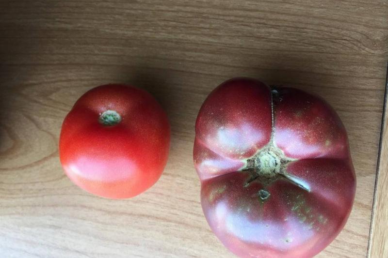 tomatoes grown from seeds 150 years apart