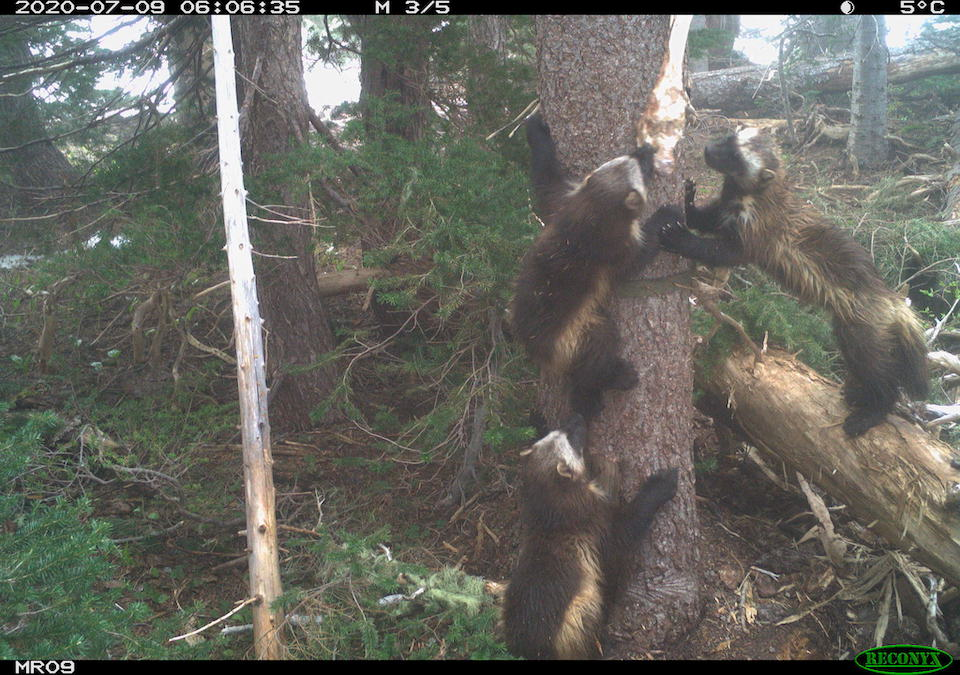Mother and her two kits were caught on camera. NPS/Cascades Carnivore Project