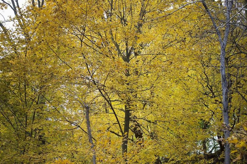 Ecological Collapse of Toronto Ravines