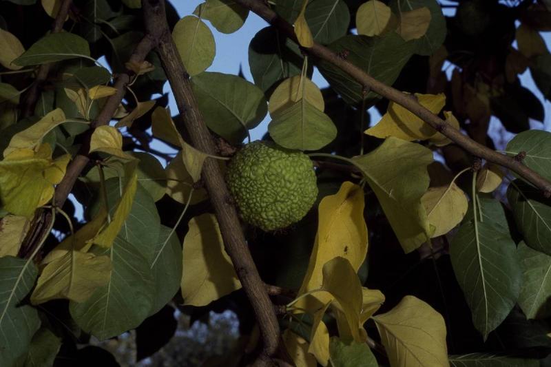 Osage-orange...