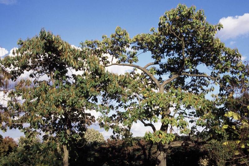 Empress tree specimens (Paulownia tomentosa)...