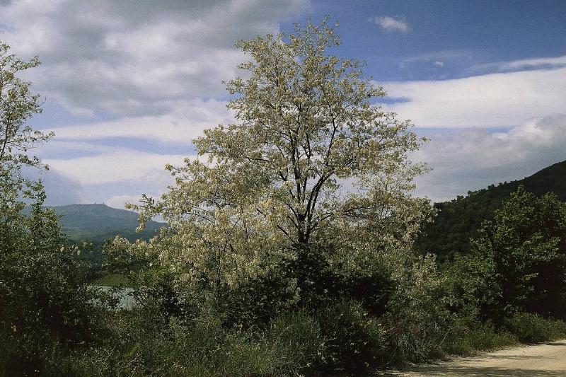 Black Locust or False Acacia...