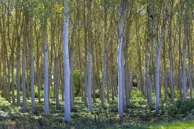 Birch Trees Copse in France