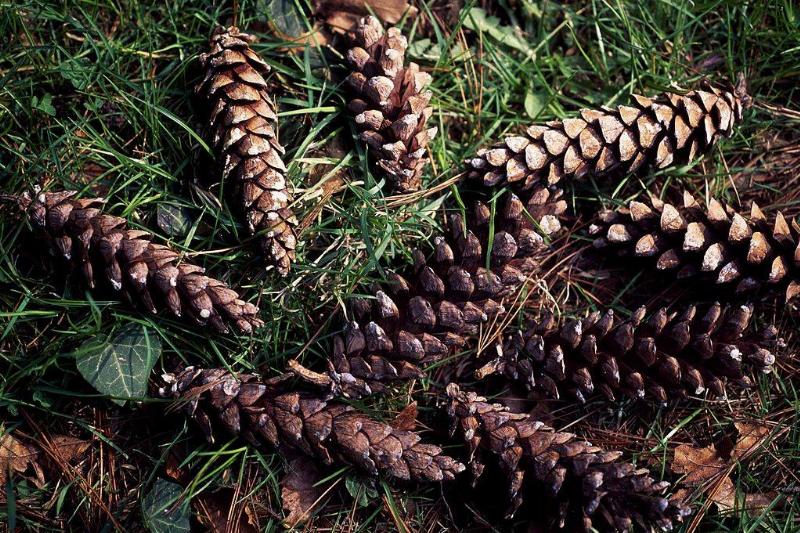 GettyImages-601043284