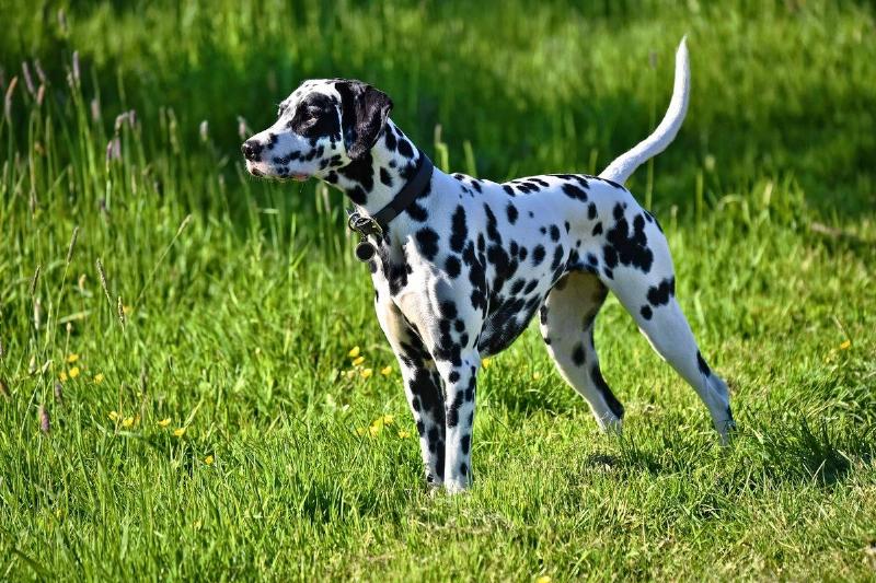 dalmation-dog-3382090_1920