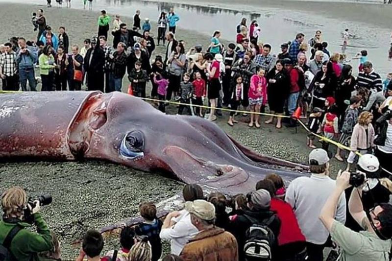 giant squid washed ashore on beach