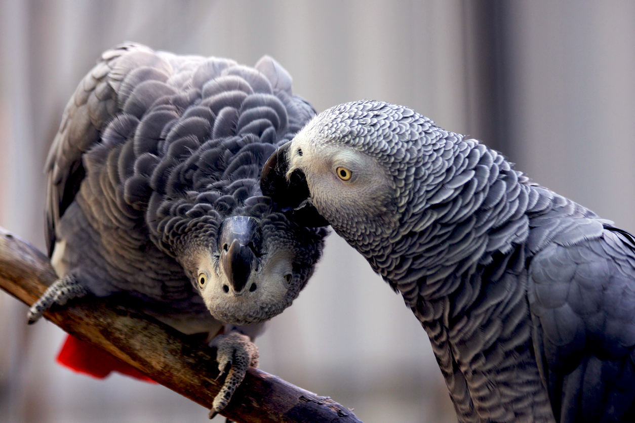 Potty-mouthed parrots split up by zoo