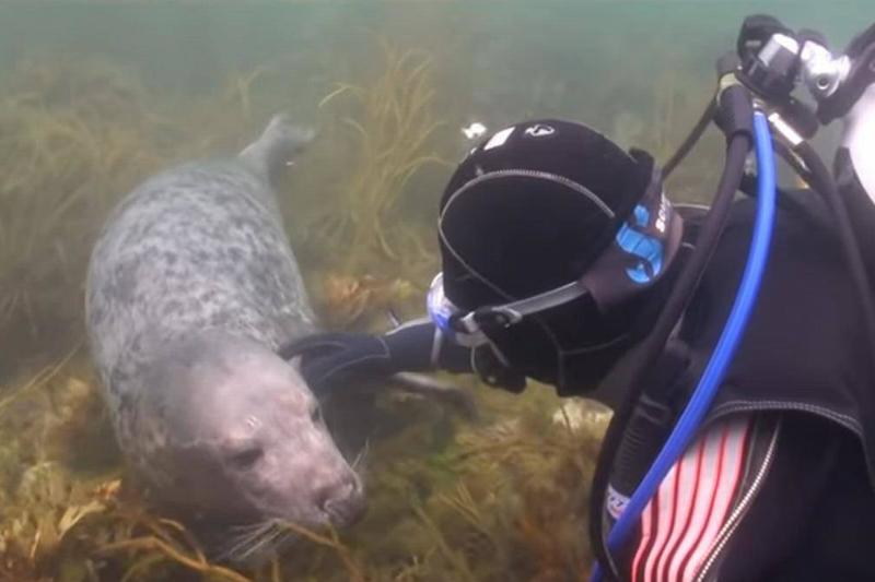 scuba-seal-encounter-21-22102