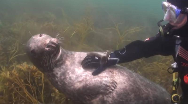 scuba-seal-encounter-23-24719