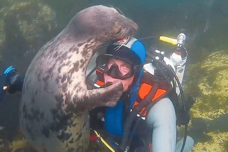 seal-diver