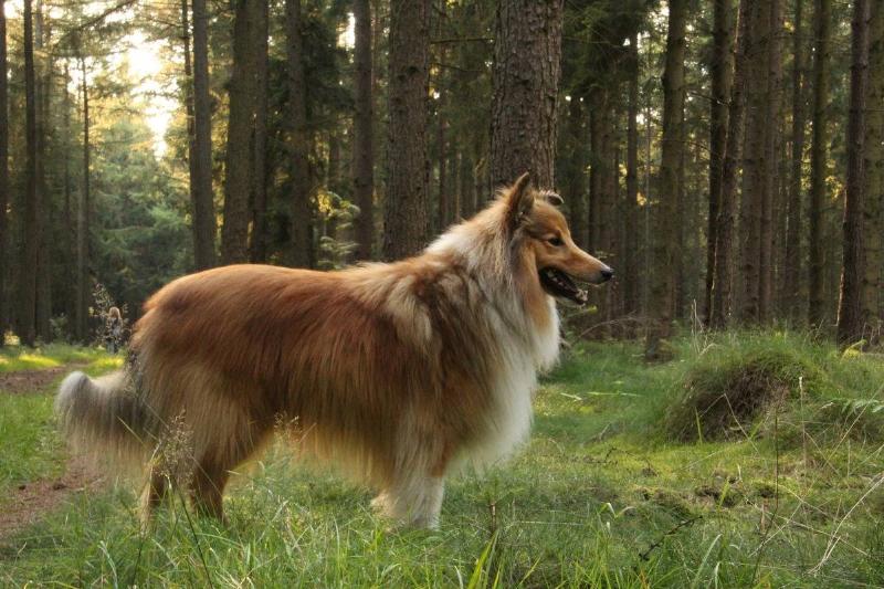 shelties-3906606_1920