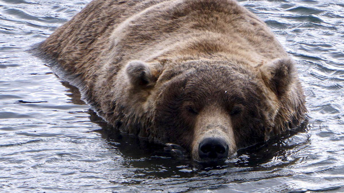 Bear 480 Otis is asleep in the middle of Brooks River at Katmai National Park and Preserve. Katmai's annual Fat Bear Week competition kicks off Wednesday. (N. Boak / National Park Service)