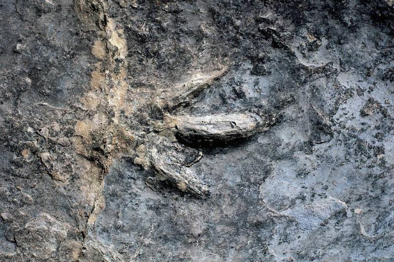 Fossilized footprint 