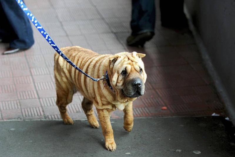 Tsunami, a female Shar Pei