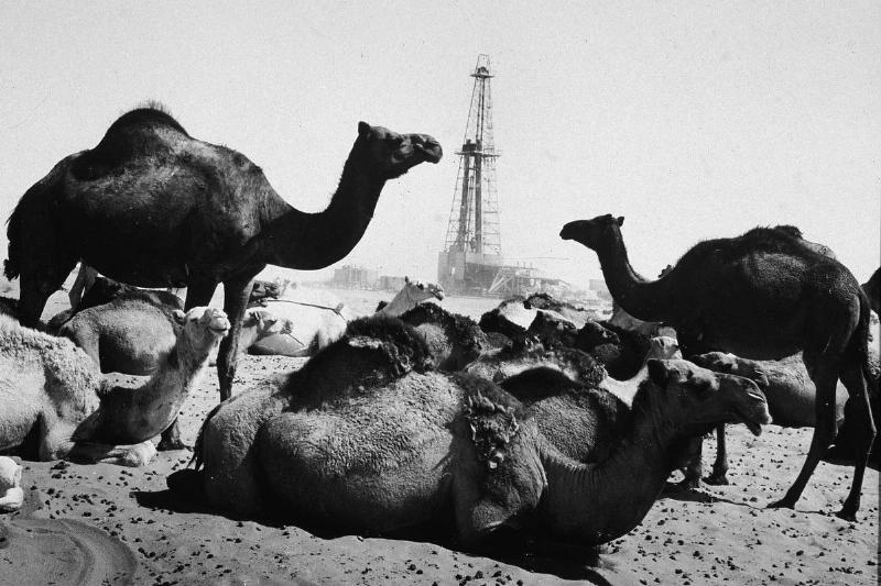 Camels rest near an oil well in the mid-20th century.