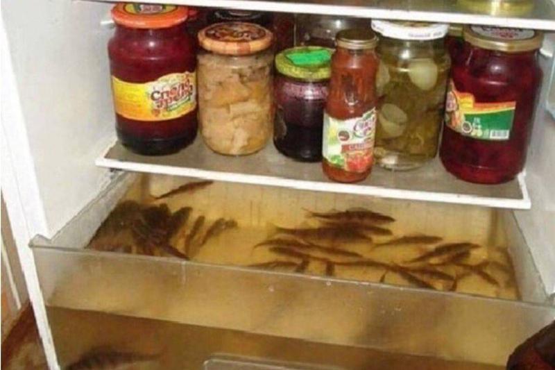 fish-tank-fridge-87516