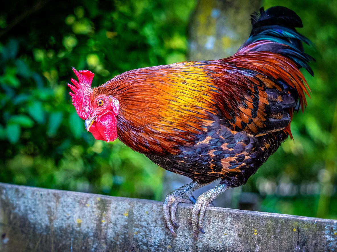 Lady, who was named so after being mistaken for a hen