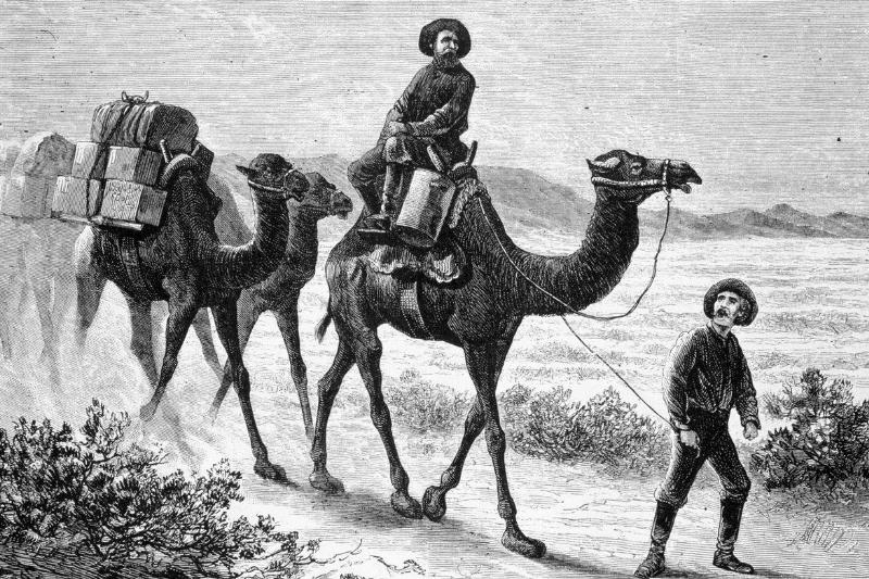 Members of the camel corps ride camels through the southwest U.S. in 1857.