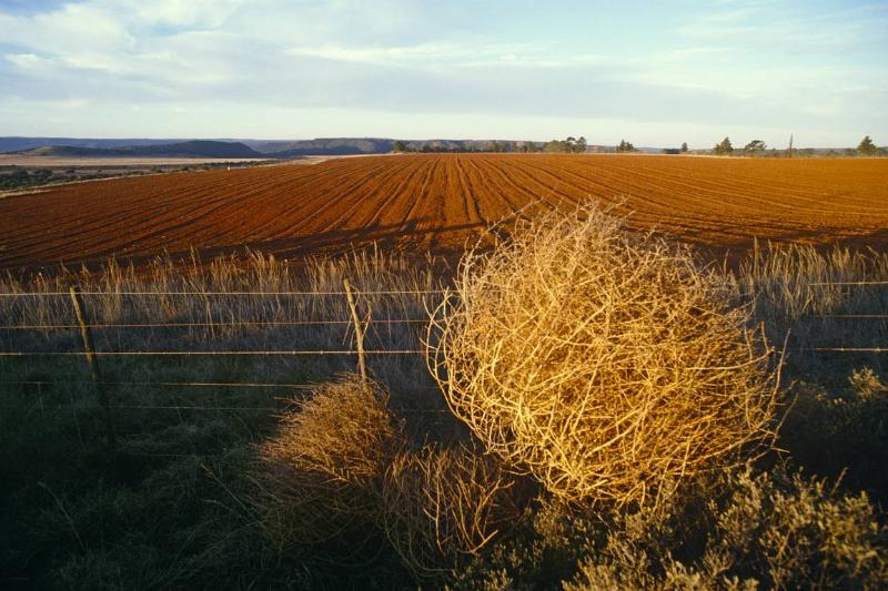 A giant tumbleweed sits near maize fields.
