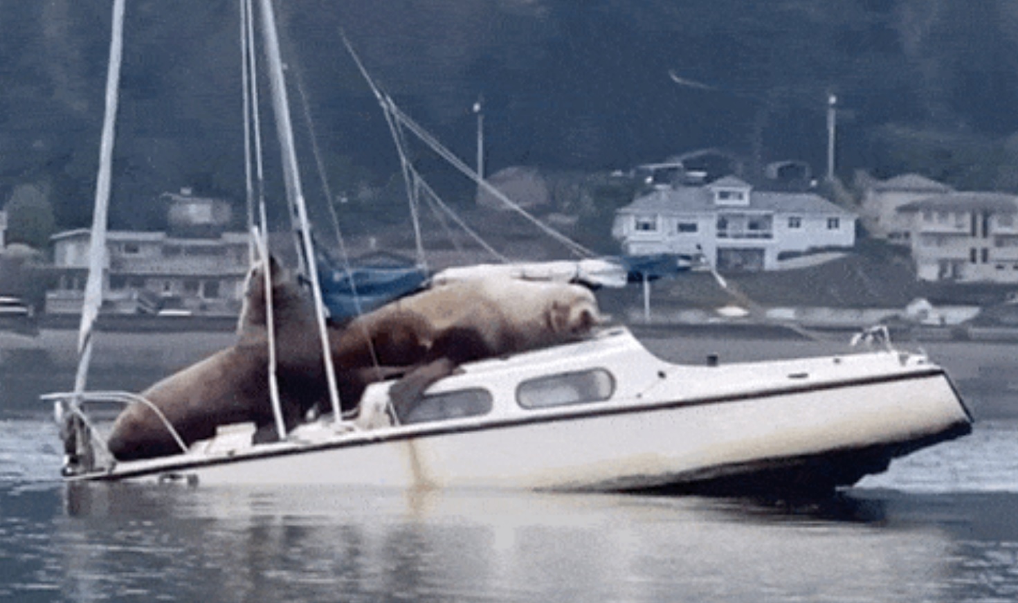 Footage of two Steller sea lions commandeering a small boat in Olympia, Washington has gone viral.
