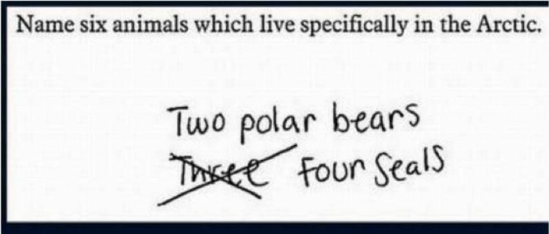 Animals-In-the-Arctic-56099