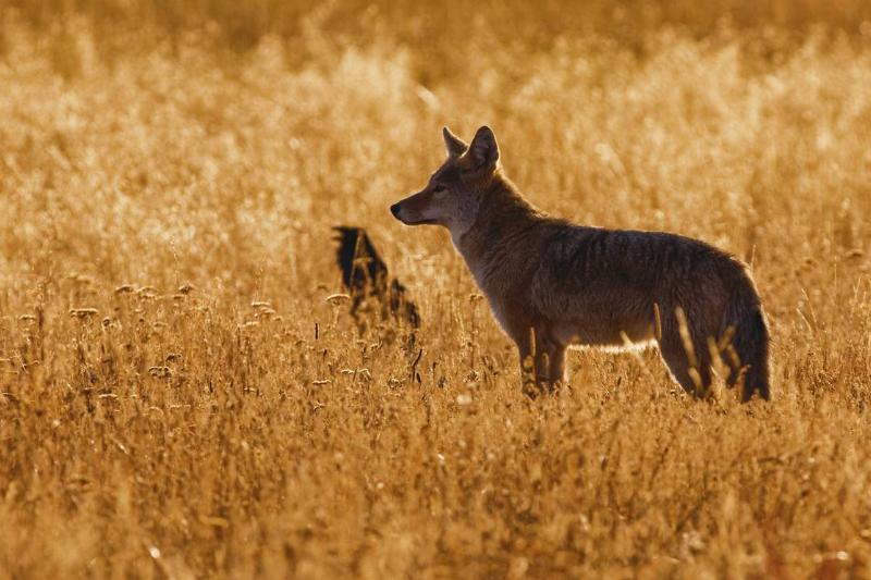 Coyote / prairie wolf (Canis latrans) and raven standing in tall grass at sunset, Yellowstone National Park