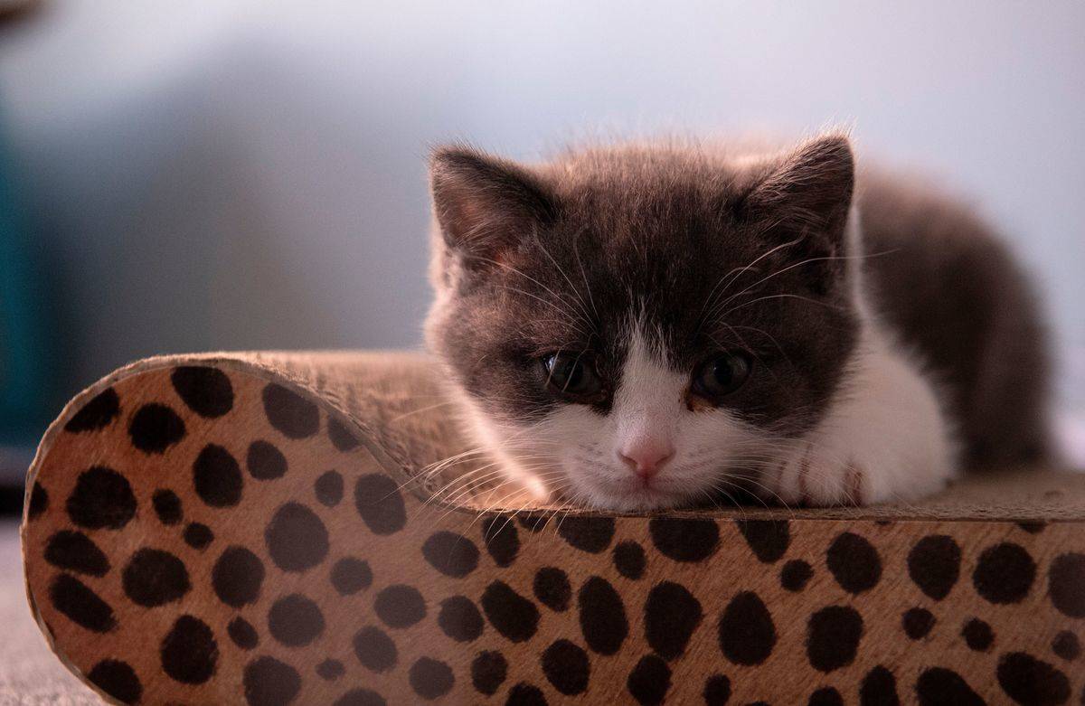 The Kitten Became Part Of The Family