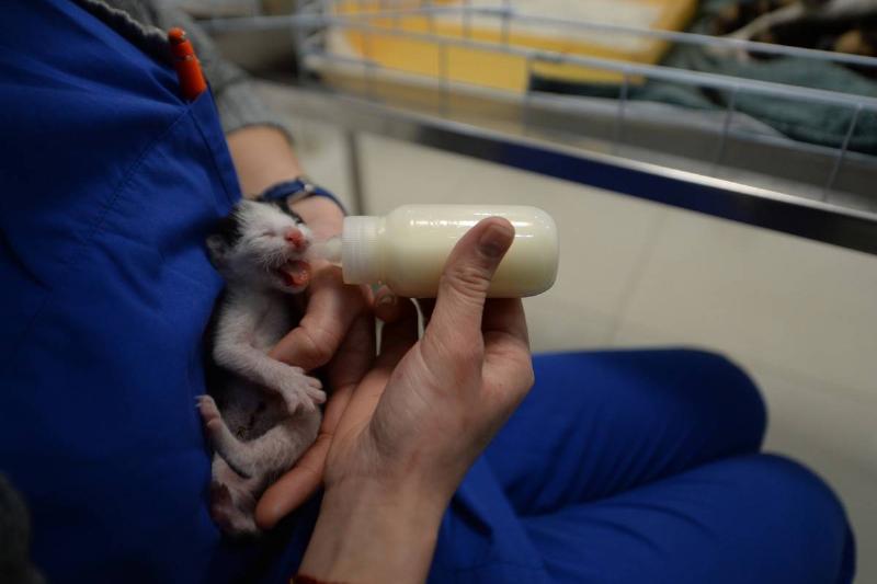 The Kitten Was Nice And Healthy