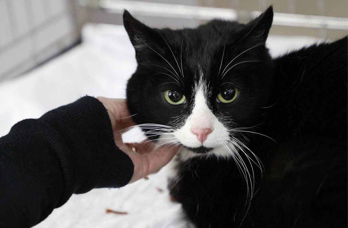 The Neighbor's Cat And Dog Were Crosby's Best Friends