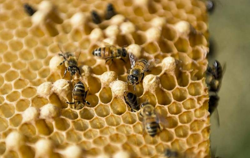 View of bees in their bee hive