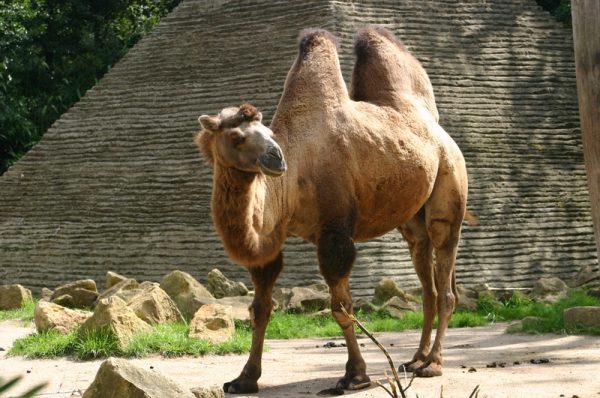 A shaggy two-humped camel. CC BY-SA 3.0