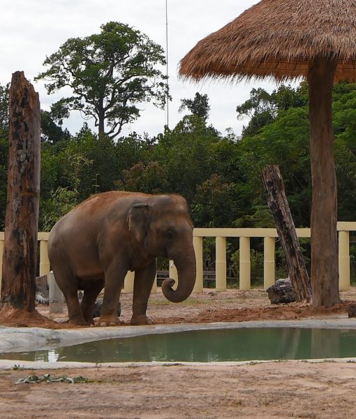 Newly arrived Asian elephant Kaavan drinks water in his new enclosure at the Kulen Prom Tep Wildlife Sanctuary in Cambodia’s Oddar Meanchey province on December 1, 2020. (Photo by TANG CHHIN Sothy / AFP) (Photo by TANG CHHIN SOTHY/AFP via Getty Images)